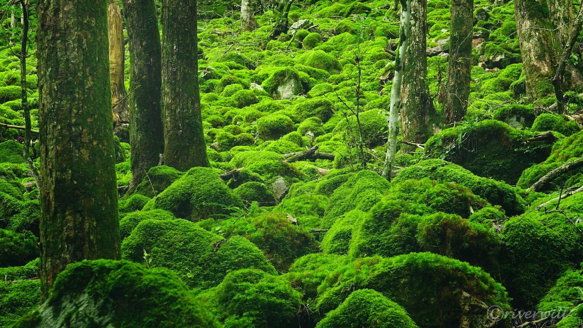 まるでジブリの世界！ 苔の絶景が広がる秘境「ウノタワ」のサムネイル画像